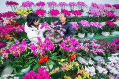 着各地村落复兴和“一村一品”的深切推进